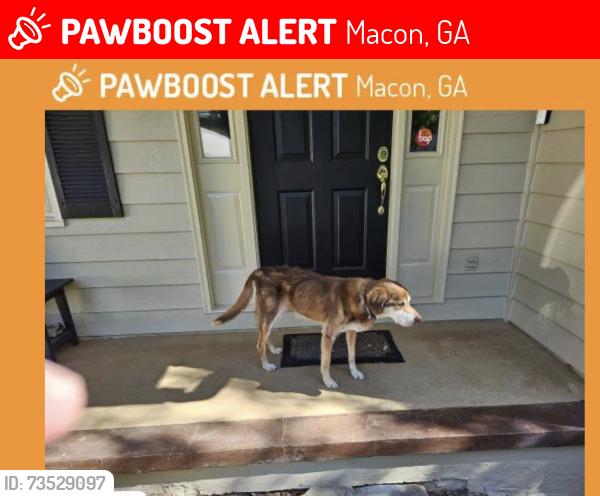 Lost Male Dog last seen Northwoods Academy/Pierce Ave, Macon, GA 31204