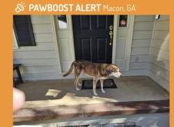Lost Male Dog last seen Northwoods Academy/Pierce Ave, Macon, GA 31204