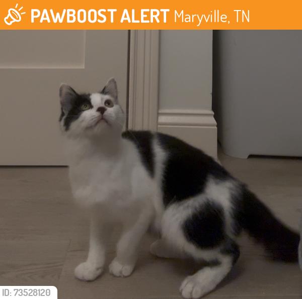 Found/Stray Female Cat last seen New neighborhood on tomotley rd between Maryville and madisonville, Maryville, TN 37801