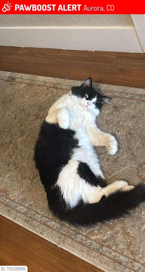 Lost Male Cat last seen 6th avenue and sable Blvd, Aurora, CO 80011