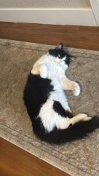 Lost Male Cat last seen 6th avenue and sable Blvd, Aurora, CO 80011