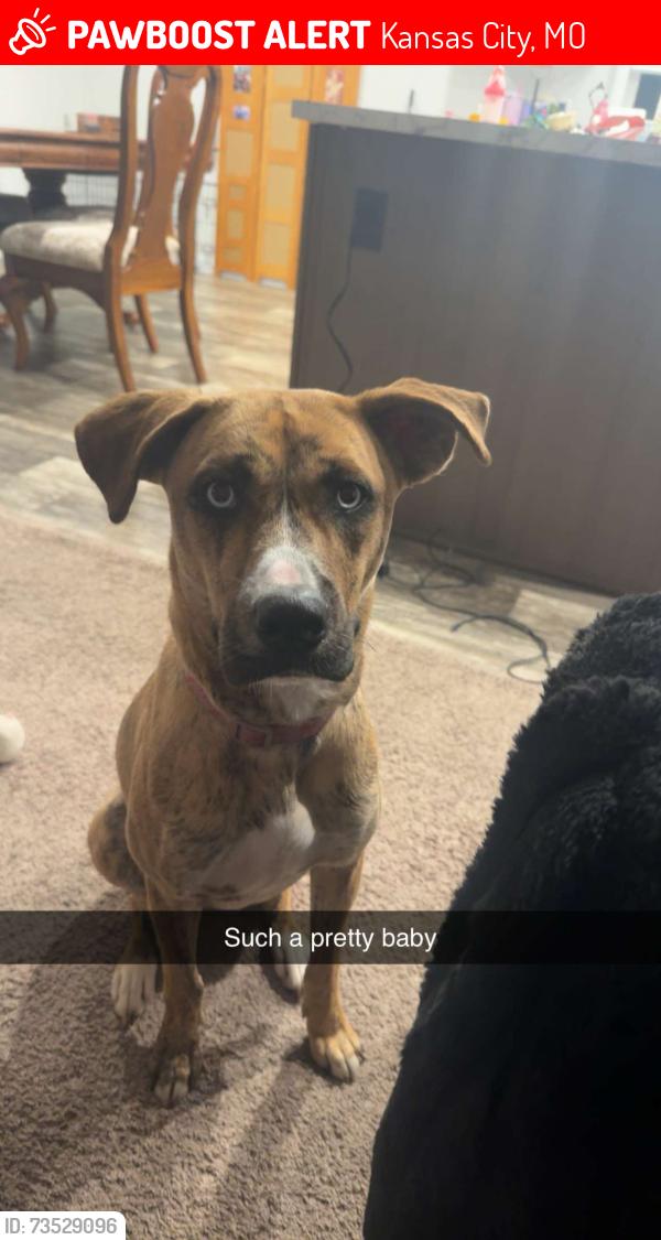 Lost Female Dog last seen 87th and Blue Ridge, Kansas City, MO 64138