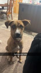 Lost Female Dog last seen 87th and Blue Ridge, Kansas City, MO 64138