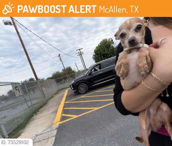 Found/Stray Male Dog last seen Hackberry & 21st, McAllen, TX 78501