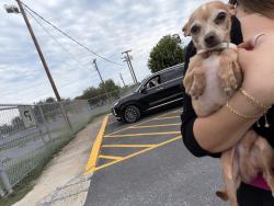 Found/Stray Male Dog last seen Hackberry & 21st, McAllen, TX 78501