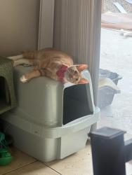 Reunited Female Cat last seen Country club and McKellips, Mesa, AZ 85201