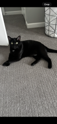 Lost Male Cat last seen Falls Of Hayden Run cndmnium Complex, Dublin, OH 43016