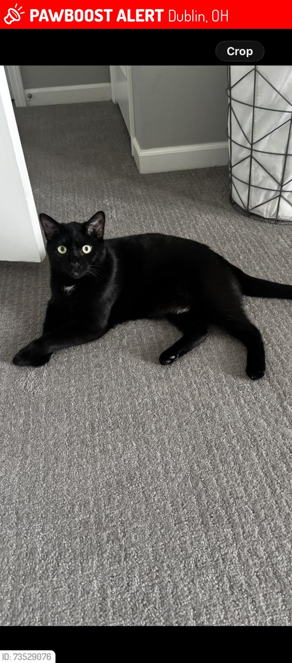 Lost Male Cat last seen Falls Of Hayden Run cndmnium Complex, Dublin, OH 43016