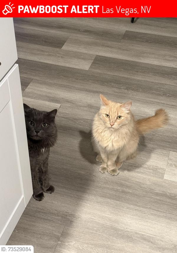 Lost Male Cat last seen W Alexander & N Hualapai, Las Vegas, NV 89147