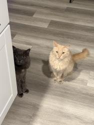 Lost Male Cat last seen W Alexander & N Hualapai, Las Vegas, NV 89147
