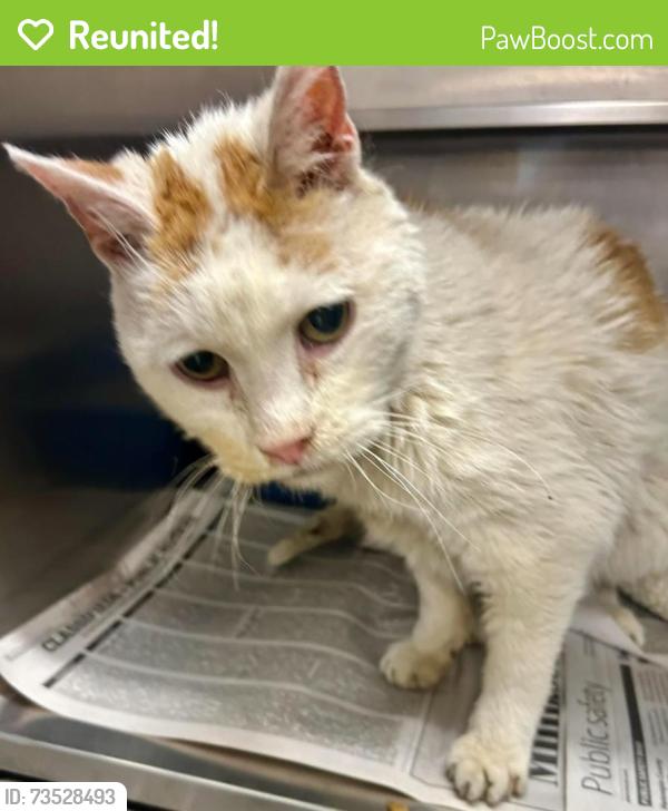 Reunited Male Cat last seen Newell Park, Saint Paul, MN 55104