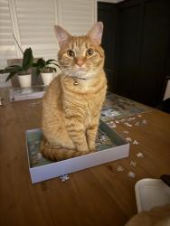 Lost Male Cat last seen Bent oak lane and bent creek drive, Woodstock, GA 30066