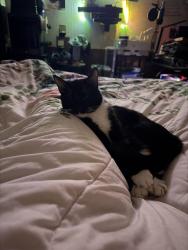 Reunited Male Cat last seen West ruritan rd challenger ave, Roanoke, VA 24012