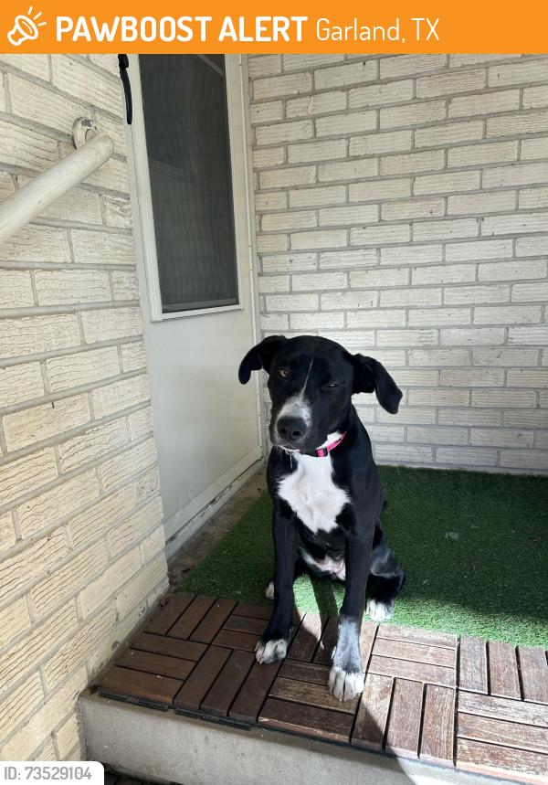 Found/Stray Female Dog last seen Mockingbird and Shiloh - Garland Texas across from the Sherwin Williams Plant, Garland, TX 75042