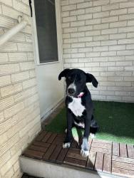 Found/Stray Female Dog last seen Mockingbird and Shiloh - Garland Texas across from the Sherwin Williams Plant, Garland, TX 75042