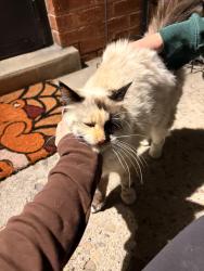 Found/Stray Female Cat last seen Aultorest Memorial park, Ogden, UT 84403
