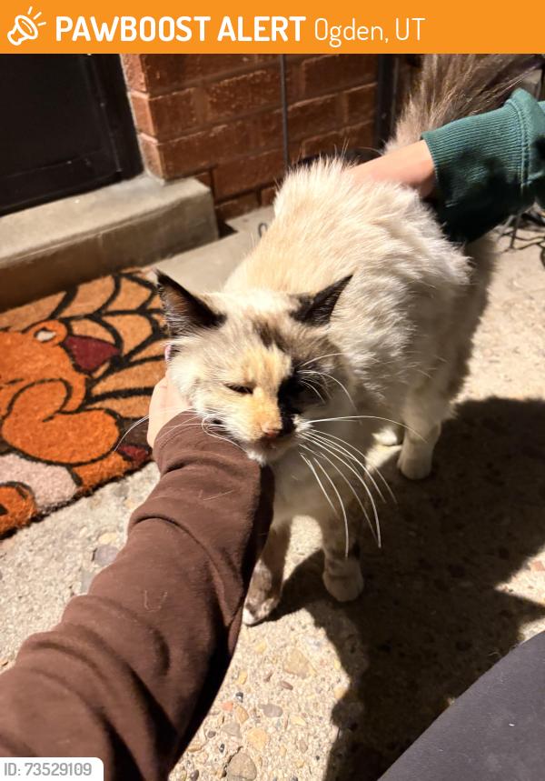 Found/Stray Female Cat last seen Aultorest Memorial park, Ogden, UT 84403