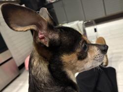 Reunited Unknown Dog last seen Veterans Hwy, Bristol, PA 19007