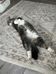 Reunited Male Cat last seen Near S Don Carlos, Mesa, AZ 85202, Mesa, AZ 85202