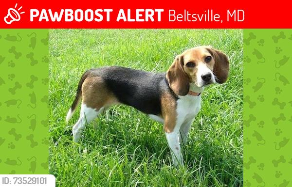 Lost Female Dog last seen Beaver dam and edmonston rd beltsville md, Beltsville, MD 20705