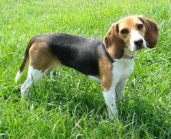 Lost Female Dog last seen Beaver dam and edmonston rd beltsville md, Beltsville, MD 20705