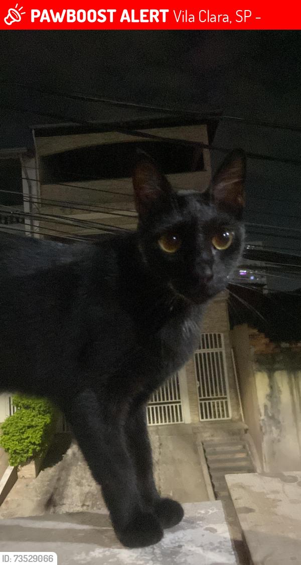 Lost Female Cat last seen em uma rua sem saida, Vila Clara, SP 06386-390