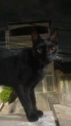 Lost Female Cat last seen em uma rua sem saida, Vila Clara, SP 06386-390