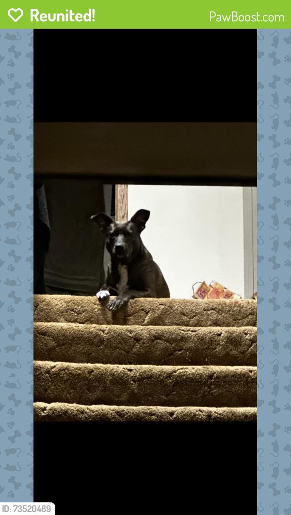 Reunited Female Dog last seen Waukon ave St. Paul, Saint Paul, MN 55119