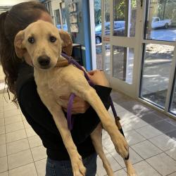 Shelter Stray Female Dog last seen , 4900 Milgen Rd, Columbus, GA 31907, USA