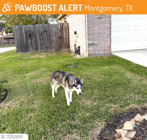 Found/Stray Female Dog last seen Malice Rd and Robin St. in Walden on Lake Conroe, Montgomery, TX 77356