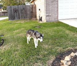 Found/Stray Female Dog last seen Malice Rd and Robin St. in Walden on Lake Conroe, Montgomery, TX 77356