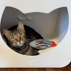 Shelter Stray Female Cat last seen , 8020 Washington St, Port Richey, FL 34668, USA