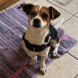 Found/Stray Male Dog last seen Mildred Ave & Adams St, Linden, NJ 07202