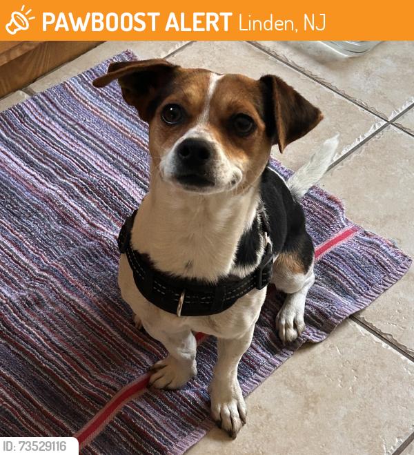 Found/Stray Male Dog last seen Mildred Ave & Adams St, Linden, NJ 07202