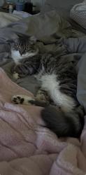 Reunited Female Cat last seen Lillian Highway in Fairfield, Pensacola, FL 32506