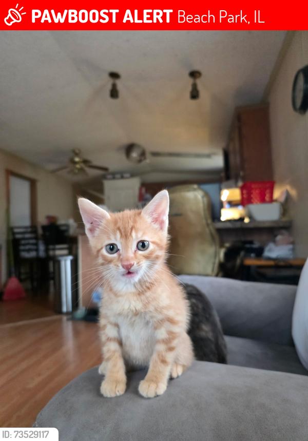 Lost Male Cat last seen Kingsway ests Mobile Homes Beach Park IL, Beach Park, IL 60099