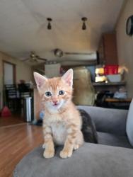 Lost Male Cat last seen Kingsway ests Mobile Homes Beach Park IL, Beach Park, IL 60099