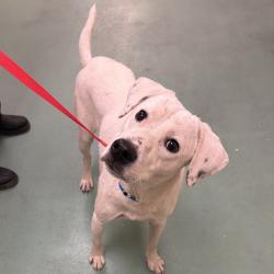 Shelter Stray Male Dog last seen , 2350 Appling City Cove, Memphis, TN 38133, USA