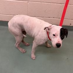 Shelter Stray Male Dog last seen , 2350 Appling City Cove, Memphis, TN 38133, USA