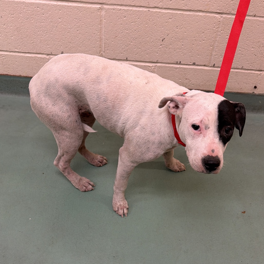 Shelter Stray Male Dog last seen , 2350 Appling City Cove, Memphis, TN 38133, USA