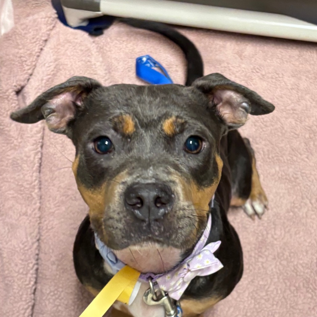 Shelter Stray Female Dog last seen , 8464 Beach Blvd, Jacksonville, FL 32216, USA