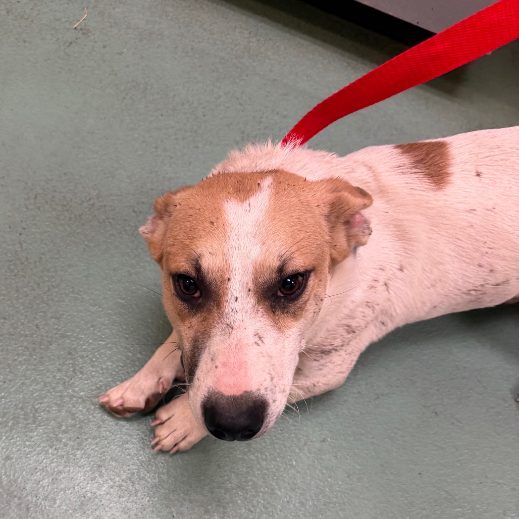 Shelter Stray Male Dog last seen , 2350 Appling City Cove, Memphis, TN 38133, USA
