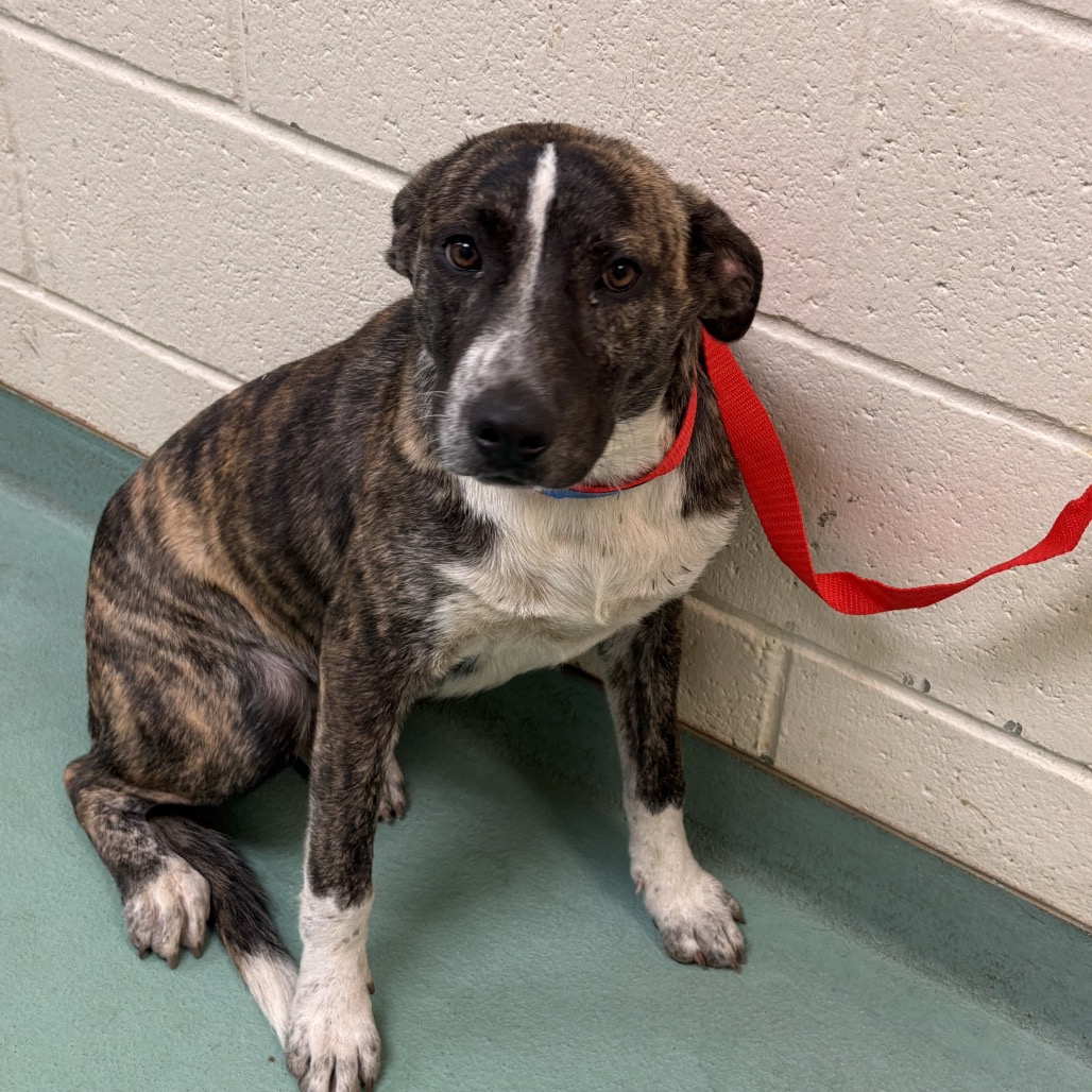 Shelter Stray Male Dog last seen , 2350 Appling City Cove, Memphis, TN 38133, USA
