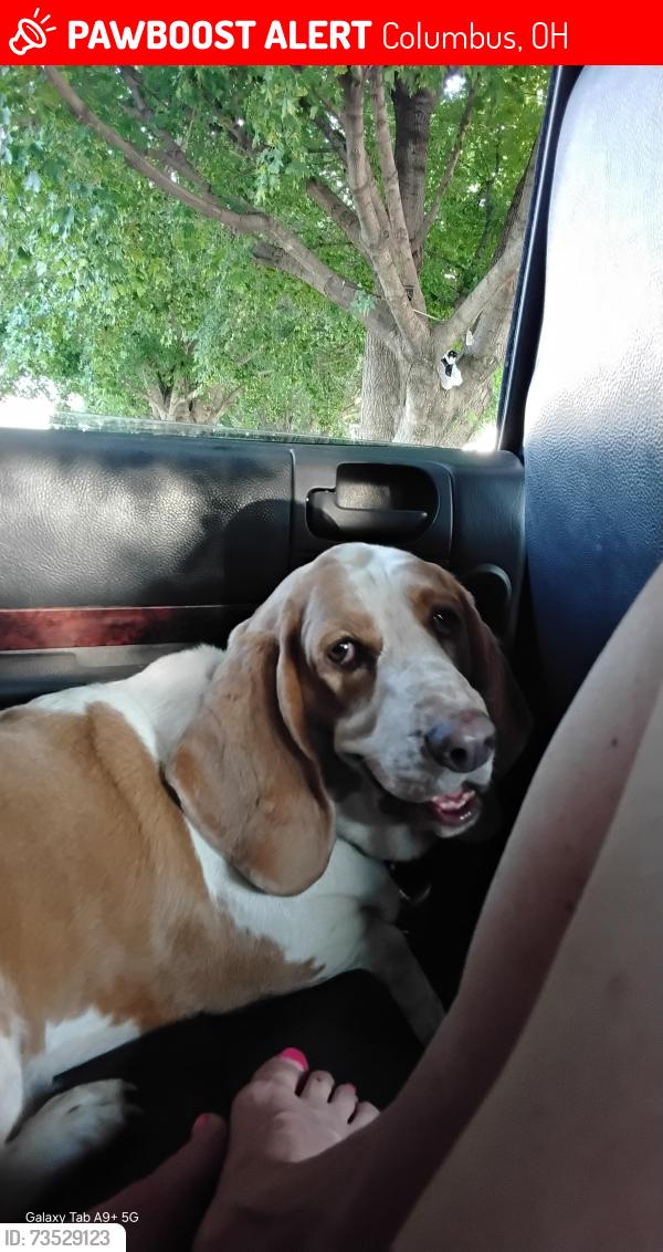 Lost Female Dog last seen Eakin rd, Columbus, OH 43204