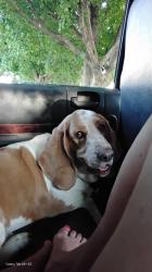 Lost Female Dog last seen Eakin rd, Columbus, OH 43204