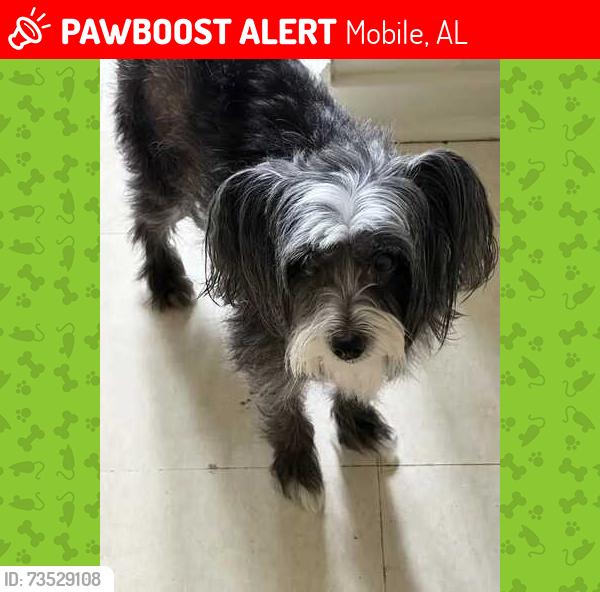 Lost Female Dog last seen Springhill Ave and Stanton Rd, Mobile, AL 36607