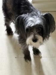 Lost Female Dog last seen Springhill Ave and Stanton Rd, Mobile, AL 36607