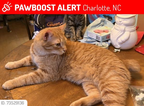 Lost Male Cat last seen Alpine Village, Charlotte, NC 28227
