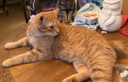 Lost Male Cat last seen Alpine Village, Charlotte, NC 28227