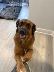 Reunited Male Dog last seen 10th St and 1st Ave Zephyrhills, Zephyrhills, FL 33542
